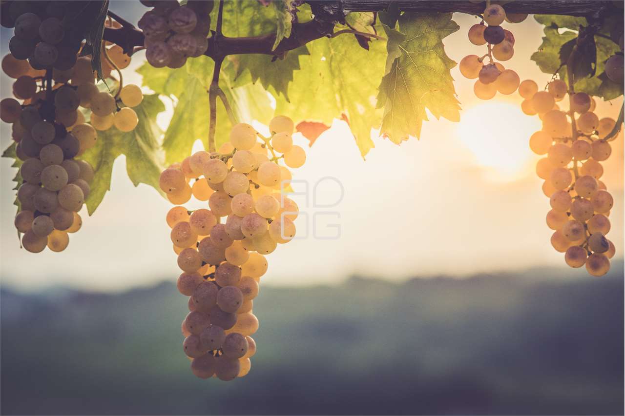 Сельскохозяйственные угодья, засаженные виноградни в Lonato del Garda
